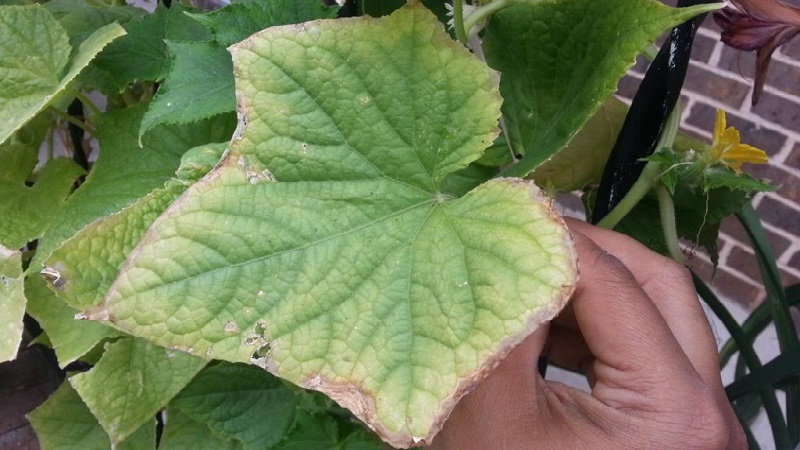 Why do cucumber leaves turn yellow and what to do about it