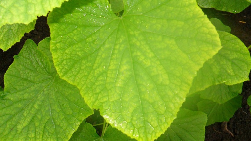 Why do cucumber leaves turn yellow and what to do about it
