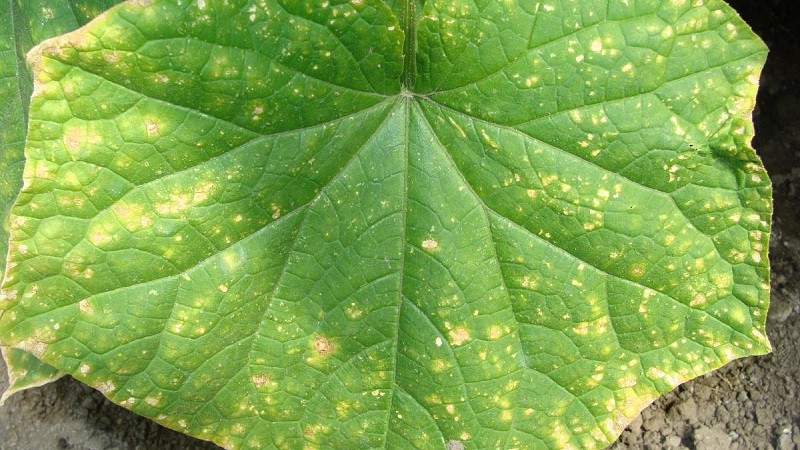 Why do cucumber leaves turn yellow and what to do about it