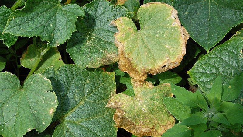 Why do cucumber leaves turn yellow and what to do about it