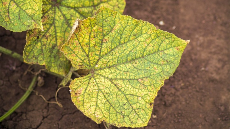 Why do cucumber leaves turn yellow and what to do about it