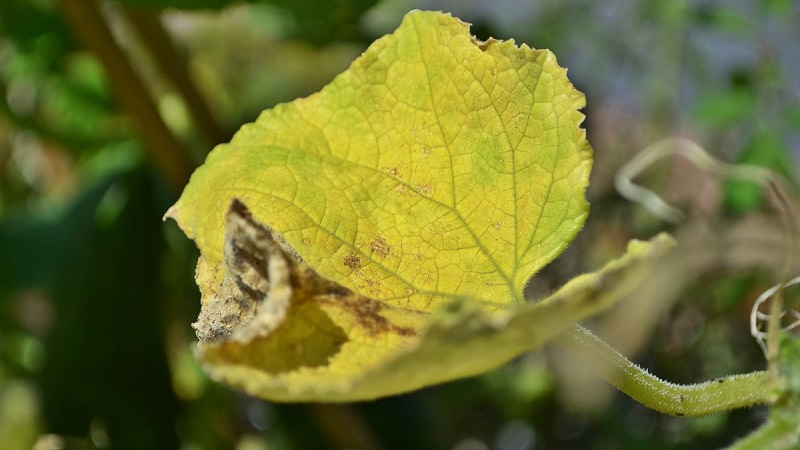Why do cucumber leaves turn yellow and what to do about it
