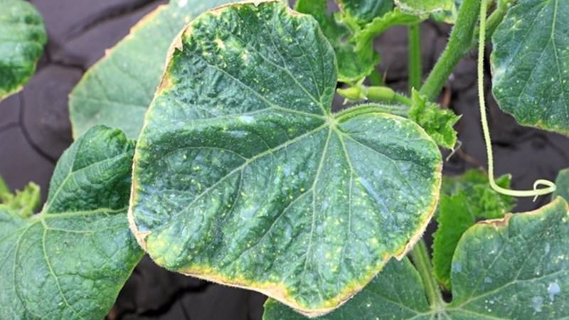 Why do cucumber leaves turn yellow and what to do about it