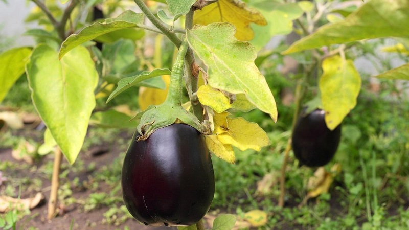 Why do eggplant leaves turn yellow and what to do if this happens