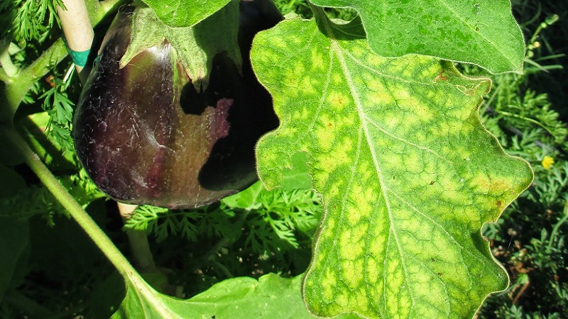 Why do eggplant leaves turn yellow and what to do if this happens