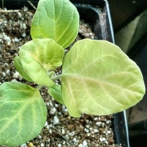 Why do eggplant leaves turn yellow and what to do if this happens