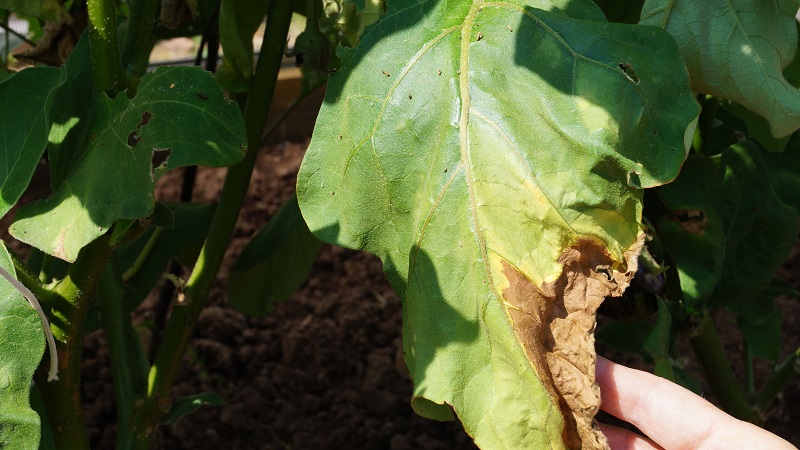Why do eggplant leaves turn yellow and what to do if this happens