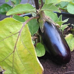 Why do eggplant leaves turn yellow and what to do if this happens