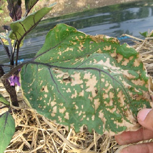 Why do eggplant leaves turn yellow and what to do if this happens