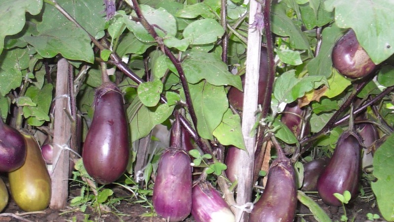 Why do eggplant leaves turn yellow and what to do if this happens