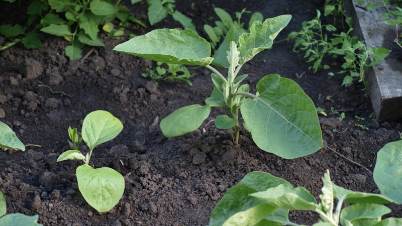 Why do eggplant leaves turn yellow and what to do if this happens