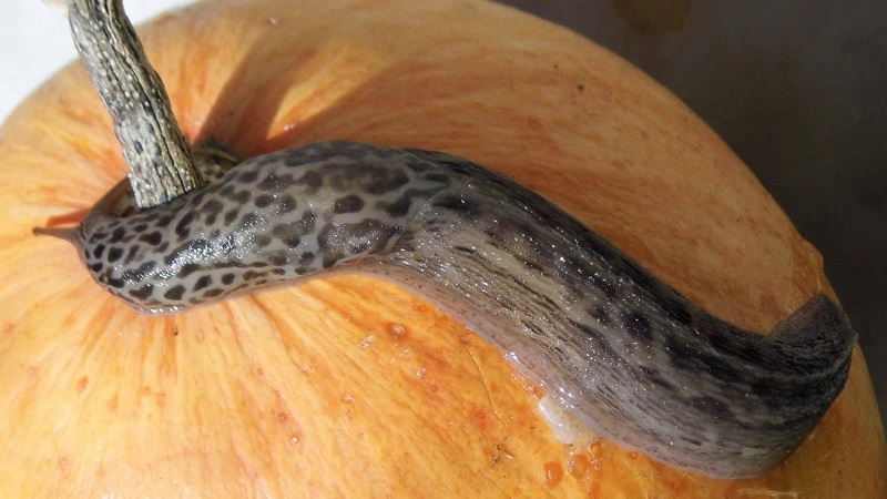Why do pumpkin leaves turn yellow, what to do and how to prevent a problem