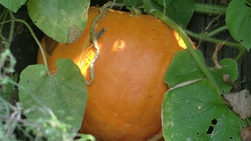 Why do pumpkin leaves turn yellow, what to do and how to prevent a problem