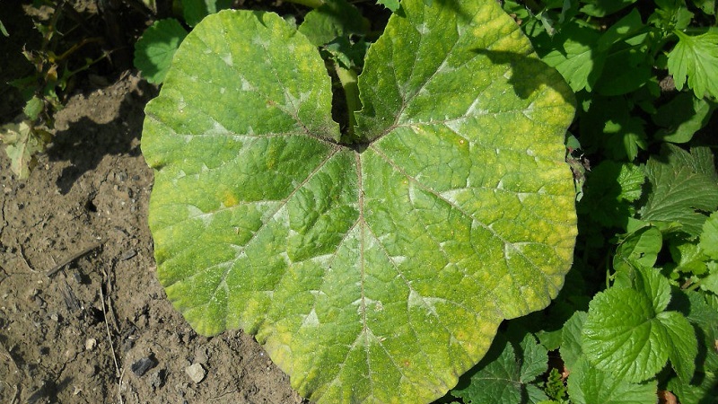 Why do pumpkin leaves turn yellow, what to do and how to prevent a problem