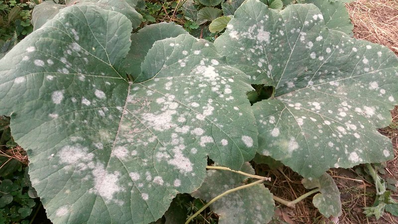 Why do pumpkin leaves turn yellow, what to do and how to prevent a problem