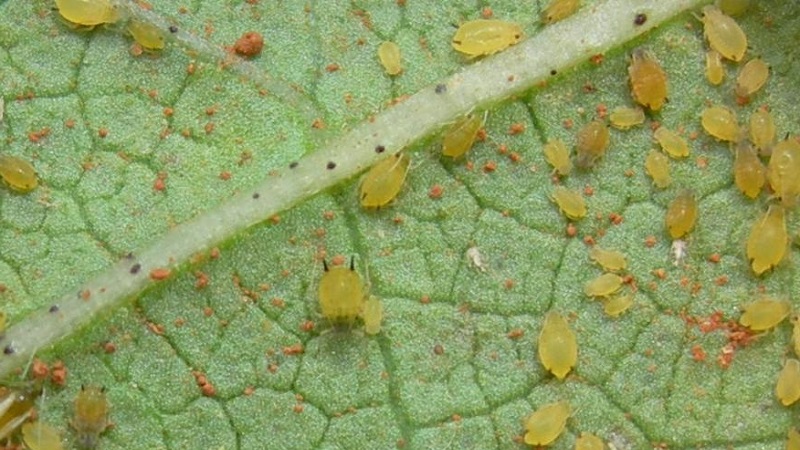 Why do pumpkin leaves turn yellow, what to do and how to prevent a problem