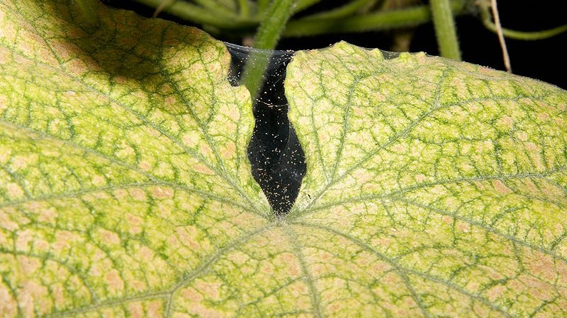Why do pumpkin leaves turn yellow, what to do and how to prevent a problem