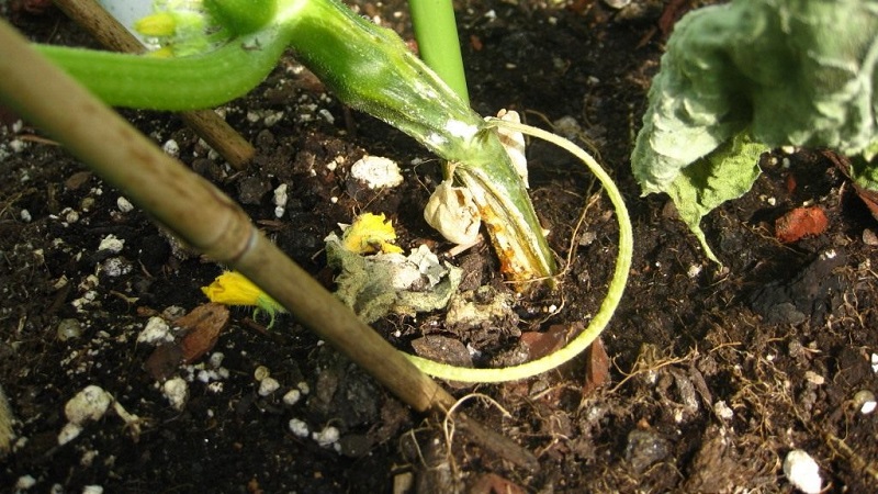 Why do pumpkin leaves turn yellow, what to do and how to prevent a problem