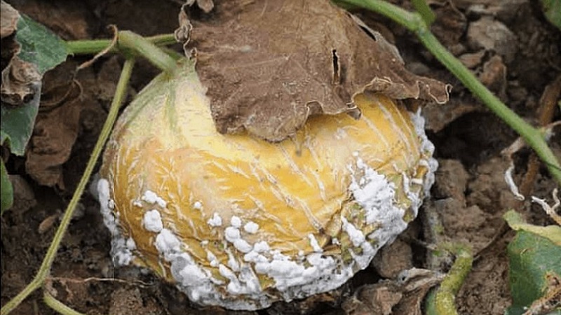 Why do pumpkin leaves turn yellow, what to do and how to prevent a problem
