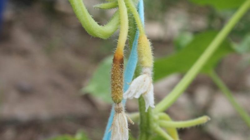 Why do cucumber ovaries turn yellow and what to do to save the crop