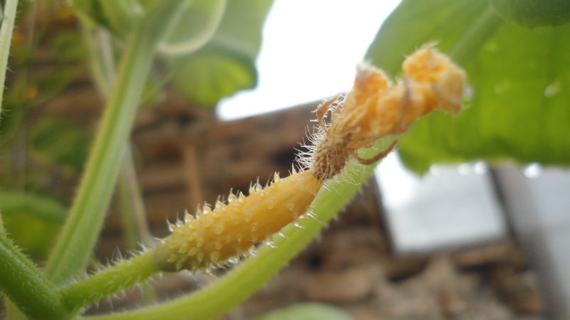 Why do cucumber ovaries turn yellow and what to do to save the crop