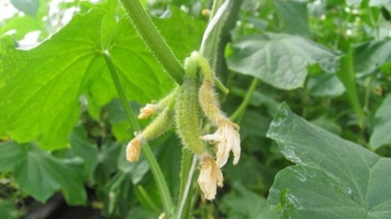 Why do cucumber ovaries turn yellow and what to do to save the crop