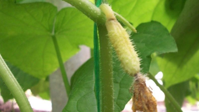 Why do cucumber ovaries turn yellow and what to do to save the crop