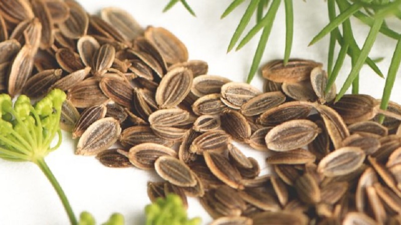 Useful properties of dill seeds and contraindications to their use