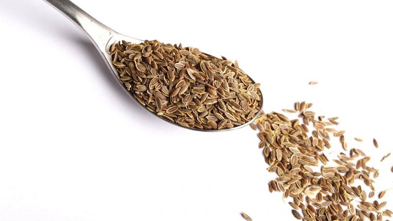 Useful properties of dill seeds and contraindications to their use