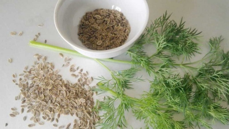 Useful properties of dill seeds and contraindications to their use