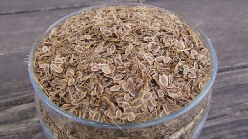 Useful properties of dill seeds and contraindications to their use