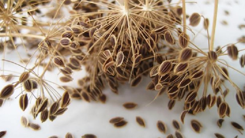 Useful properties of dill seeds and contraindications to their use