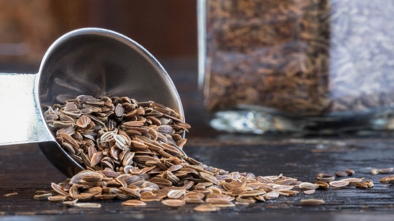 Useful properties of dill seeds and contraindications to their use
