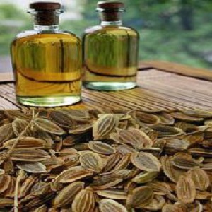 Useful properties of dill seeds and contraindications to their use