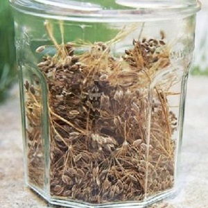 Useful properties of dill seeds and contraindications to their use