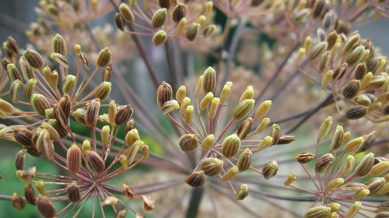 Useful properties of dill seeds and contraindications to their use