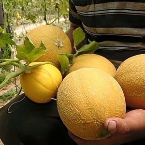 Popular kolkhoz melon: calorie content, benefits and harms to the body
