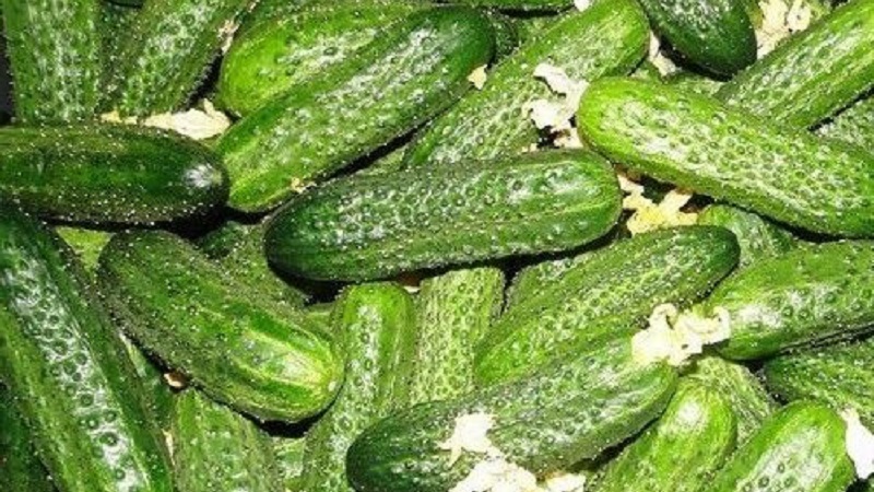 A popular among summer residents hybrid of cucumbers Khrustik with a juicy crunch and excellent taste