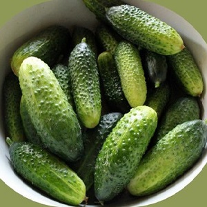 A popular among summer residents, a hybrid of cucumbers Khrustik with a juicy crunch and excellent taste