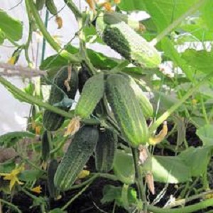 A popular among summer residents hybrid of cucumbers Khrustik with a juicy crunch and excellent taste