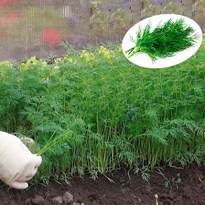 Step-by-step instructions for growing dill in a greenhouse all year round