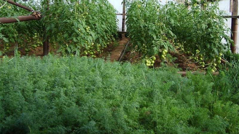 Step-by-step instructions for growing dill in a greenhouse all year round