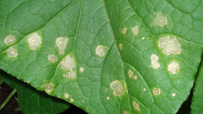 Yellow spots appeared on the leaves of cucumbers: what to do to save the harvest
