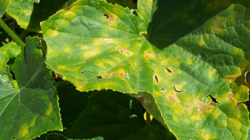 Yellow spots appeared on the leaves of cucumbers: what to do to save the harvest