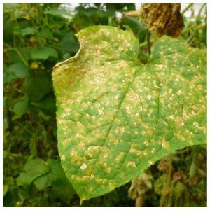 Yellow spots appeared on the leaves of cucumbers: what to do to save the harvest