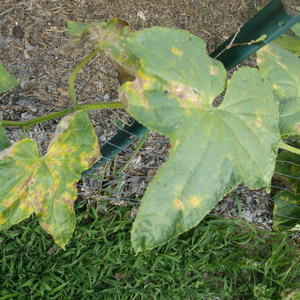 Yellow spots appeared on the leaves of cucumbers: what to do to save the harvest