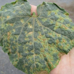 Yellow spots appeared on the leaves of cucumbers: what to do to save the harvest