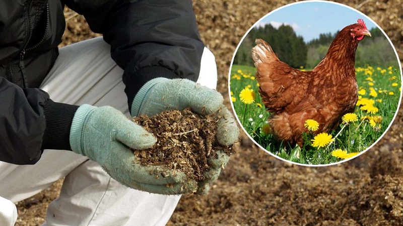How and what to feed currants in June: the best fertilizers and the rules for their introduction