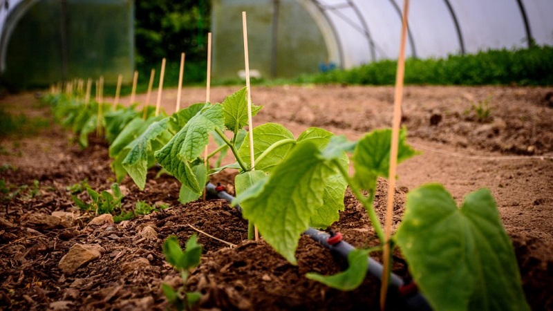 Rules for feeding cucumbers with chicken droppings in the open field and in the greenhouse