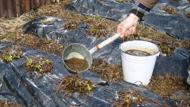 Rules for feeding cucumbers with chicken droppings in the open field and in the greenhouse